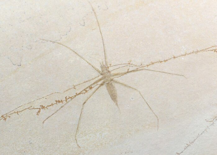 Jurassic Fossil Waterstrider (Propygolampis) - Germany #62648